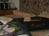 Day 0 - Mort Helps With Packing Day 0 - Mort Helps With Packing